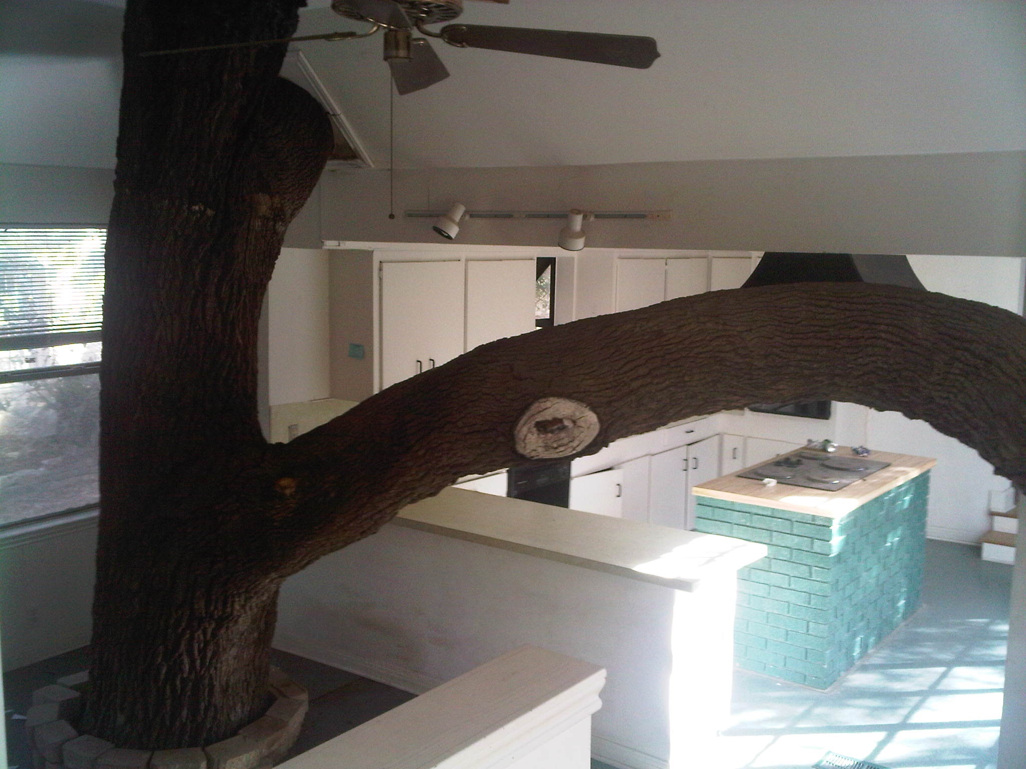 Yup, thats a tree in the house...
